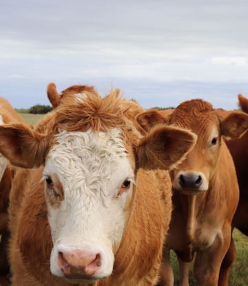 Rabobank Predicts Change to Resilient Beef Markets | Supply Chain Scene